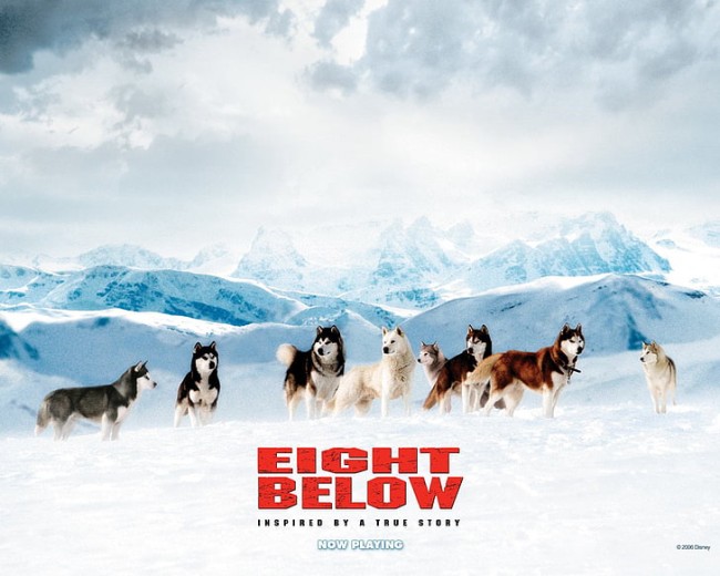 Những Chú Chó Dũng Cảm Eight Below