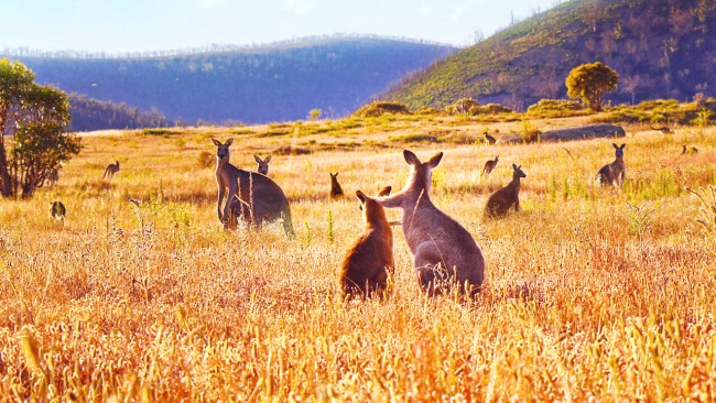 Thung lũng kangaroo Kangaroo Valley